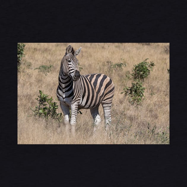 Zebra by StacyWhite